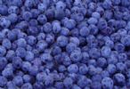 Sell  Bilberry  Anthocyanin